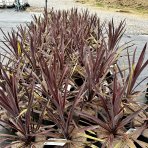 Kordylína austrálska (Cordyline Australis) ´RED STAR´ - výška 50-60 cm, kont. C3L (-12°C)